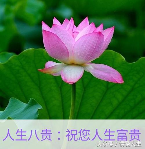 生活：八贵族，八美人，八幸福，八乐，八宝，八笑