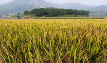 描写田野的句子