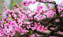 描写桃花的好段