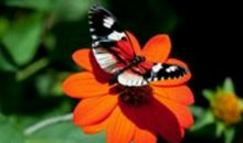 林清玄：蝴蝶的种子