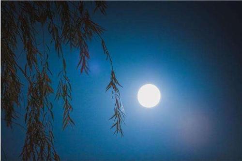 巢端丽：野鸭