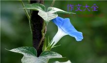 描写牵牛花的段落