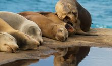 林清玄：海狮的项圈