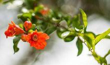 描写石榴花的优美句子