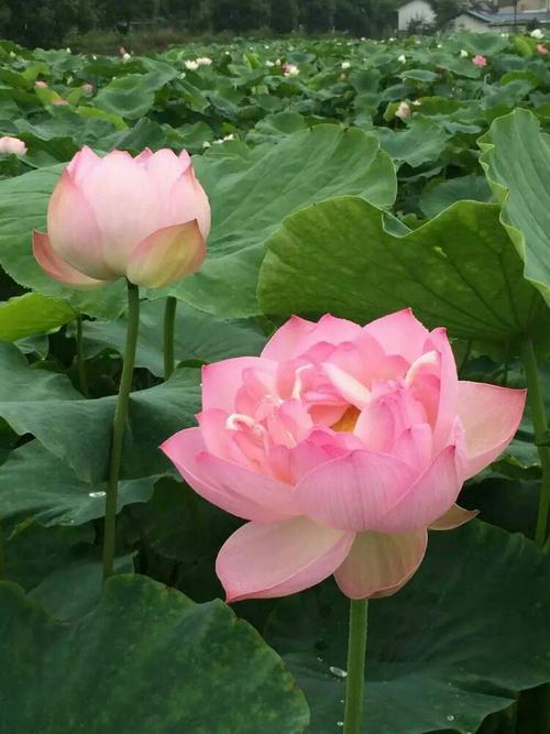 张小峰：玉河