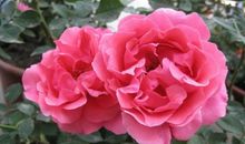 描写月季花开放的句子