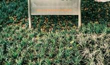 竺可桢名言名句