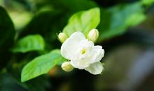 描写茉莉花样子句子