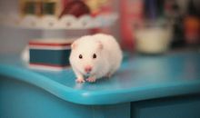 写物作文：可爱的小仓鼠