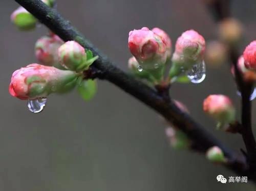 春雨诗