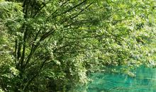 海子：树根之河