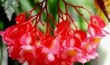 周邦彦：解语花·上元