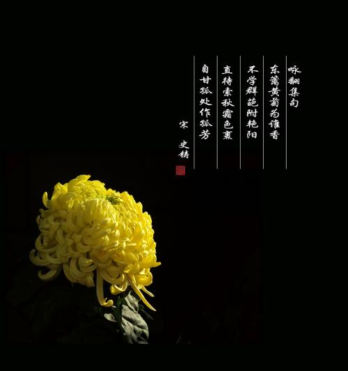 菊花诗