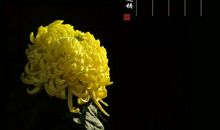 含有菊花的诗句