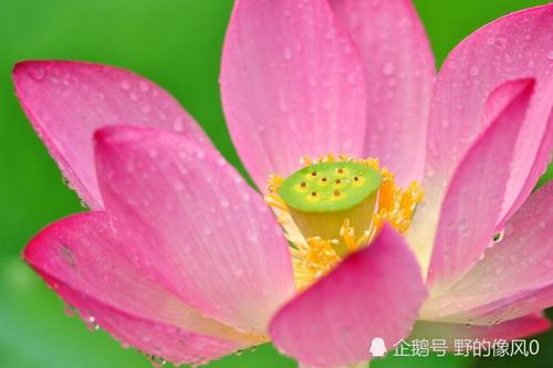 一帆风顺