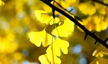 描写银杏树的段落