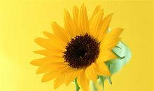 描写太阳花的唯美句子