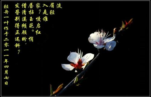 杏花诗
