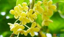 关于桂花的好词好句