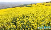 描写油菜花的段落