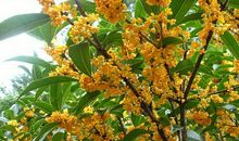 描写桂花的好段落