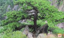 描写松树的片段