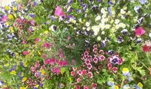 用花团锦簇造句