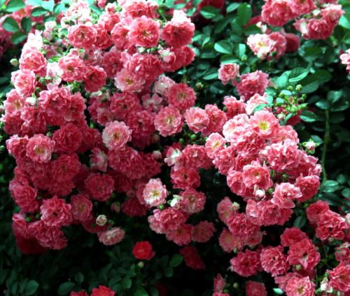 用锦缎等花