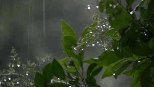 一段描述夏天的雨
