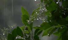 描写夏天雨景的段落