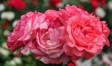 描写鲜花的语句