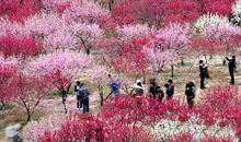 描写桃花林的片段