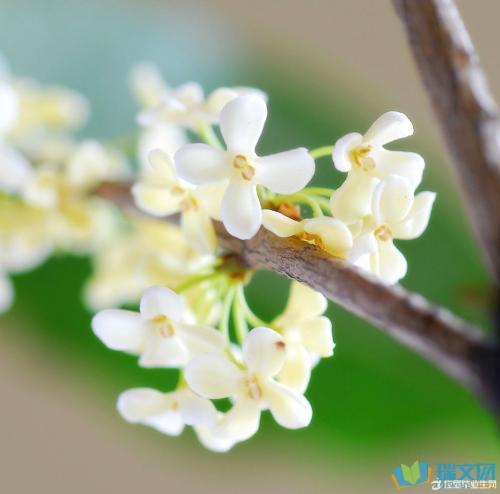 桂花诗