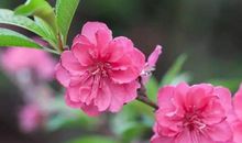 描写桃花的优美段落