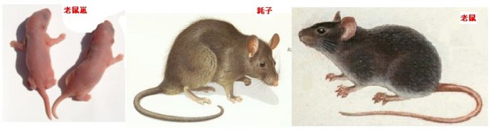 猫哭和老鼠的寓言