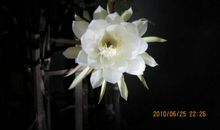 描写昙花的段落