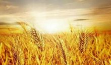 麦田里的守望者经典段落