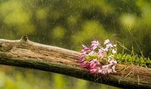 海子：我请求： 雨
