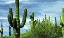 描写仙人掌的好词好句