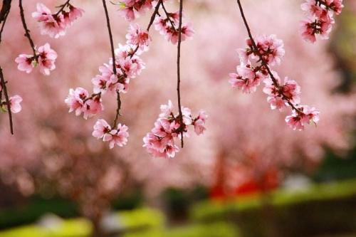 形容花朵的句子
