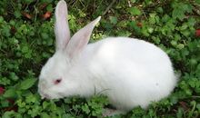 描写小兔子的一段话