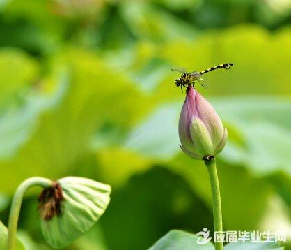 一段描述夏天的文章