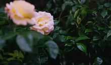 林清玄：内外皆柔软