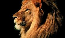 有关狮子的歇后语