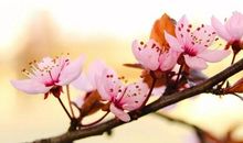 描写春暖花开的句子