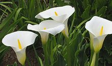 林清玄：马蹄兰的告别