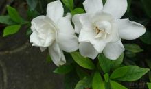 描写丁香花的好词好句