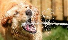 描写夏天动物的段落