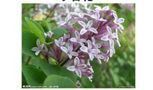 描写丁香花的段落