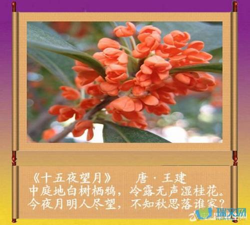 桂花的句子